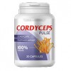 Cordyceps Pulse - magas vérnyomás